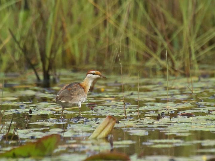 Lesser Jacana