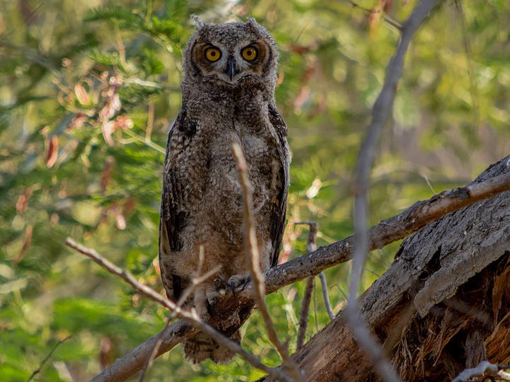 Lesser Horned Owl