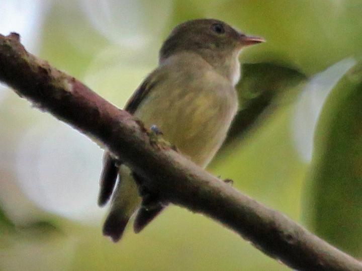 Tiny Tyrant-Manakin