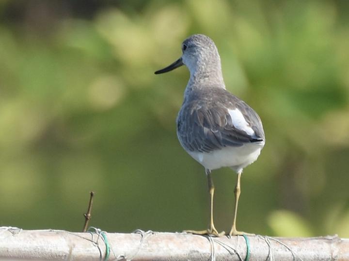 Nordmann's Greenshank