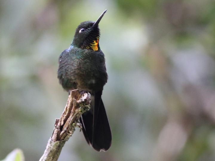 Flame-throated Sunangel