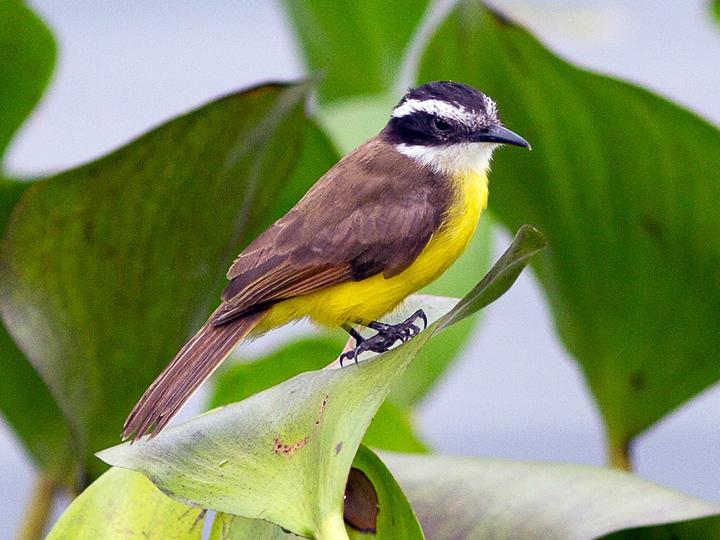 Lesser Kiskadee