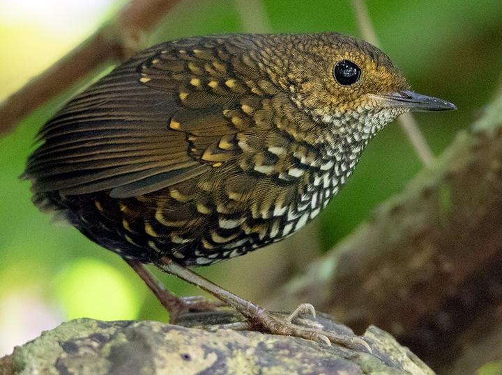 Pygmy Cupwing