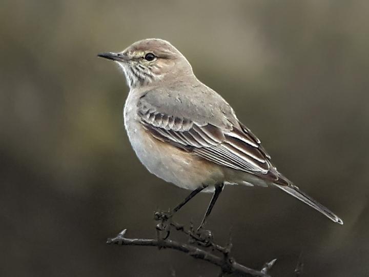 Lesser Shrike-Tyrant