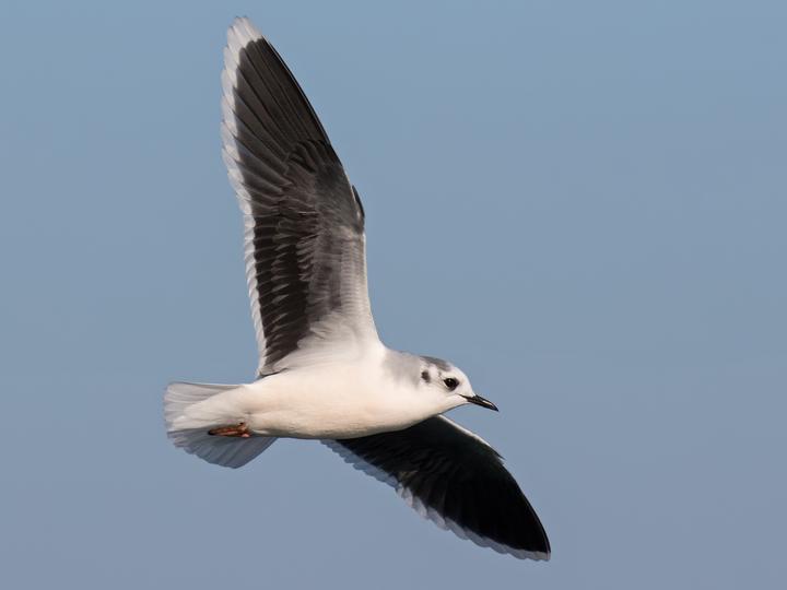 Little Gull