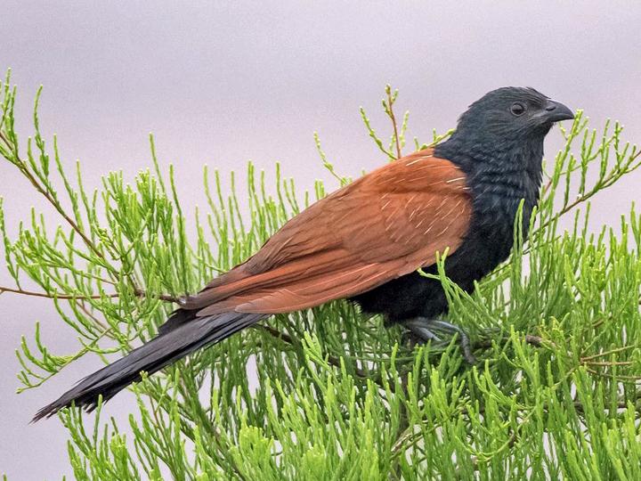 Lesser Coucal