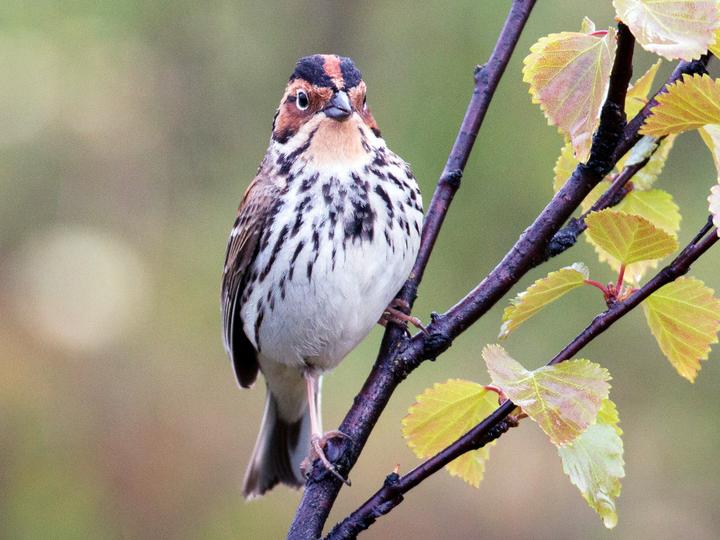 Little Bunting