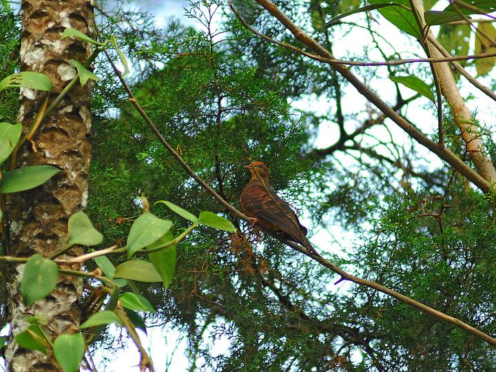 Little Cuckoo-Dove