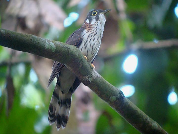 Moustached Hawk-Cuckoo