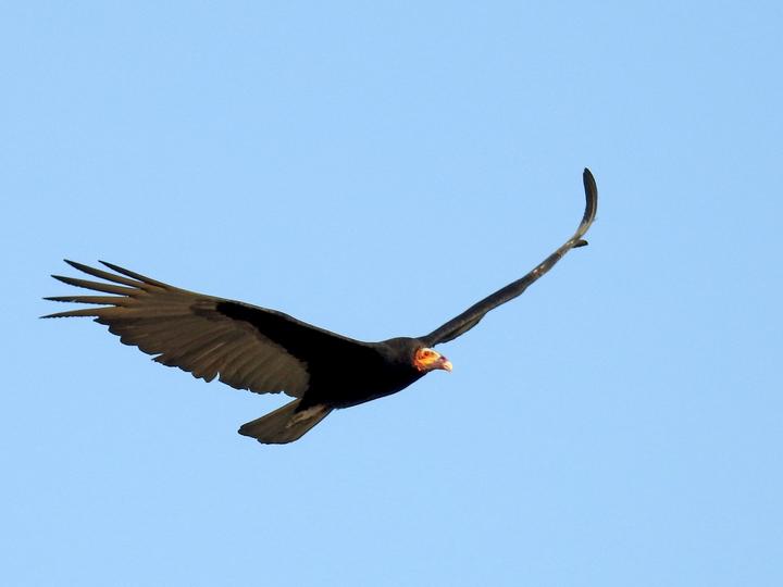 Lesser Yellow-headed Vulture