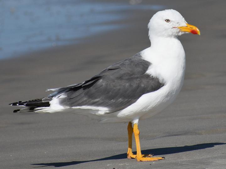 Lesser Black-backed Gull