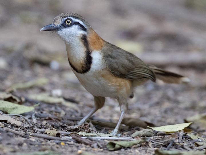 Lesser Necklaced Laughingthrush