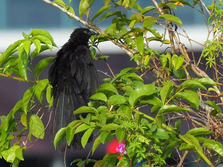 Black-billed Coucal