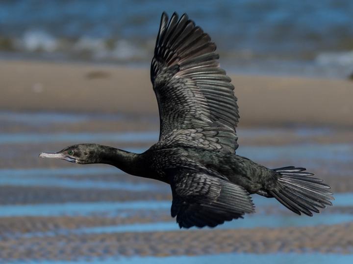 Little Black Cormorant