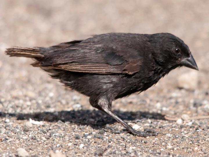 Sharp-beaked Ground Finch