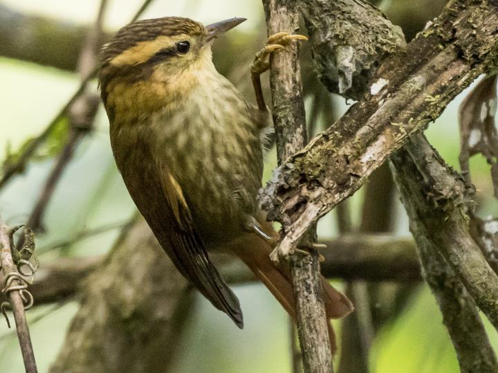 Sharp-billed Treehunter