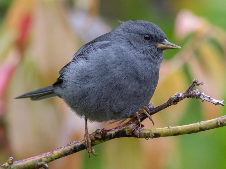 Peg-billed Finch