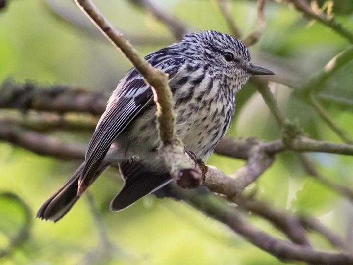 Arrowhead Warbler