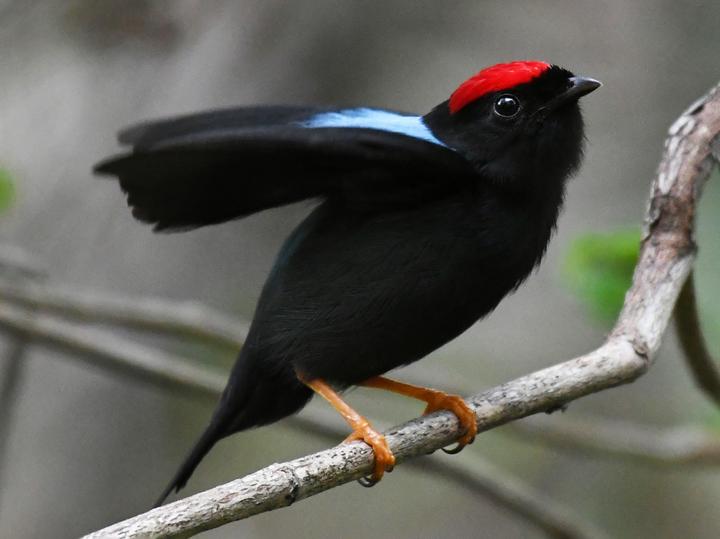 Lance-tailed Manakin