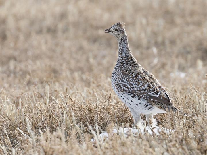 Sharp-tailed Grouse