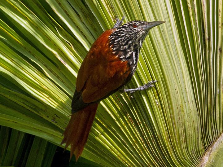Point-tailed Palmcreeper