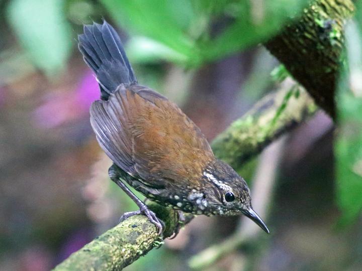 Sharp-tailed Streamcreeper
