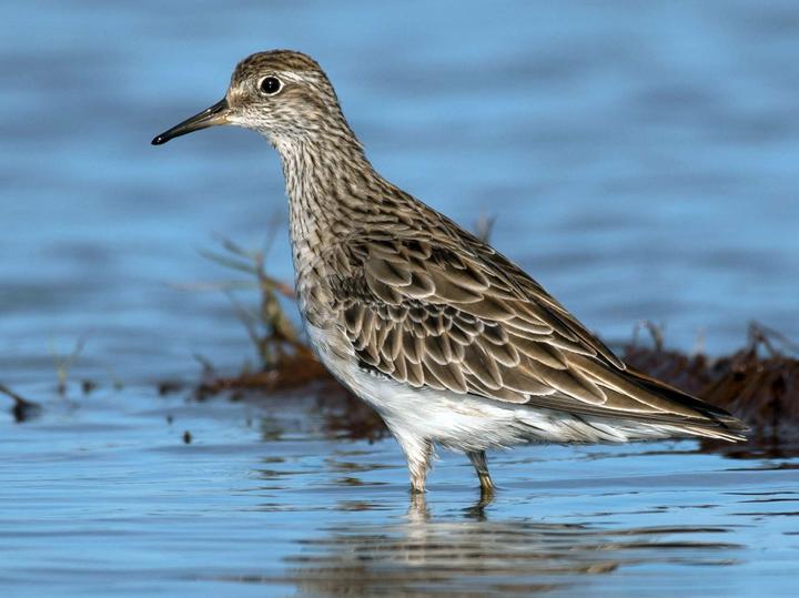 Sharp-tailed Sandpiper