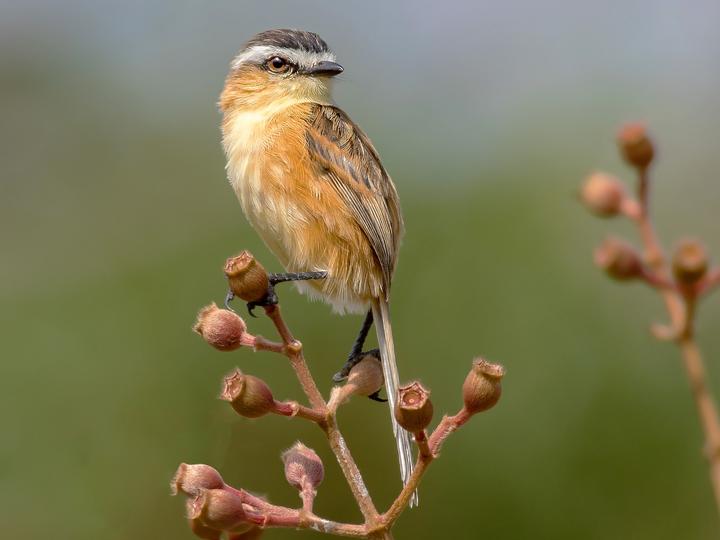 Sharp-tailed Grass Tyrant