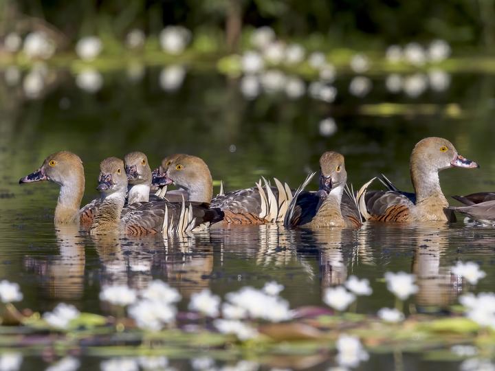 Plumed Whistling Duck