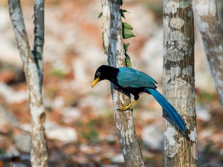 Yucatan Jay