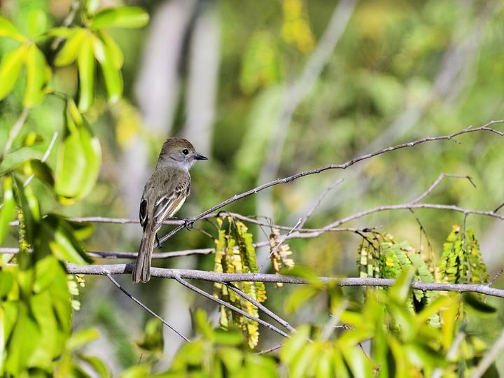 Yucatan Flycatcher