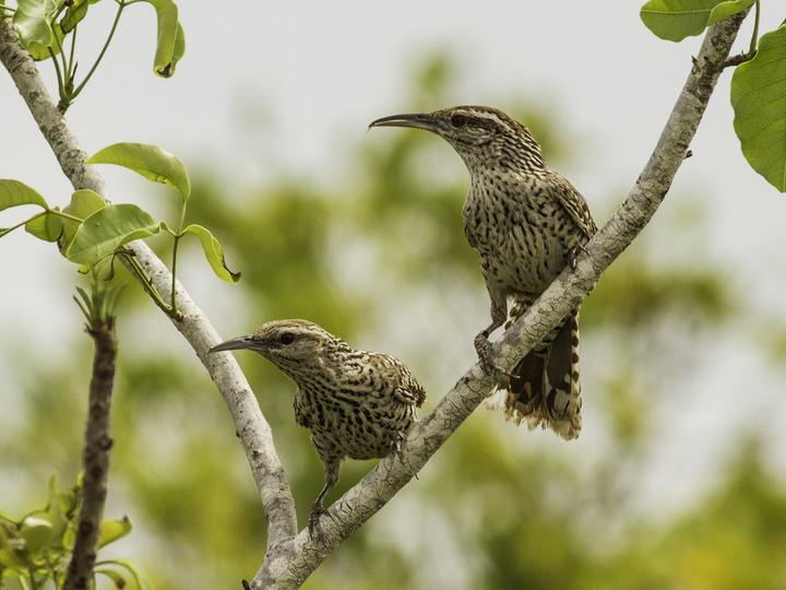 Yucatan Wren