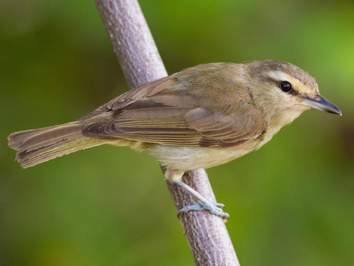 Yucatan Vireo