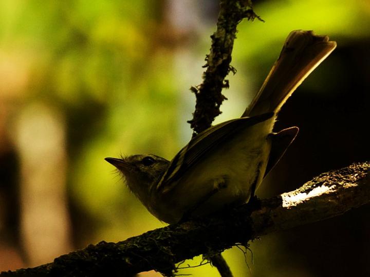 Urich's Tyrannulet