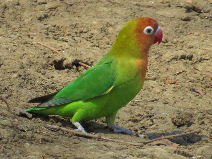 Lilian's Lovebird