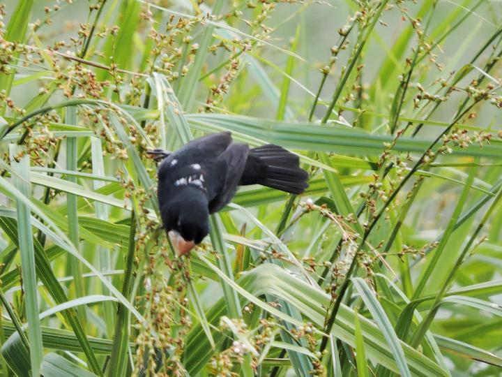 Nicaraguan Seed Finch