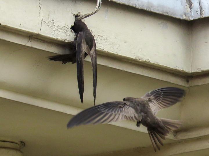 Nyanza Swift