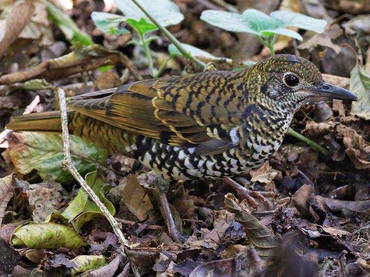 Nilgiri Thrush