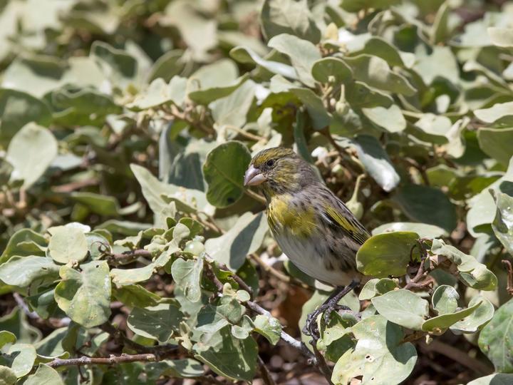 Nihoa Finch