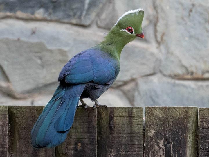 Knysna Turaco