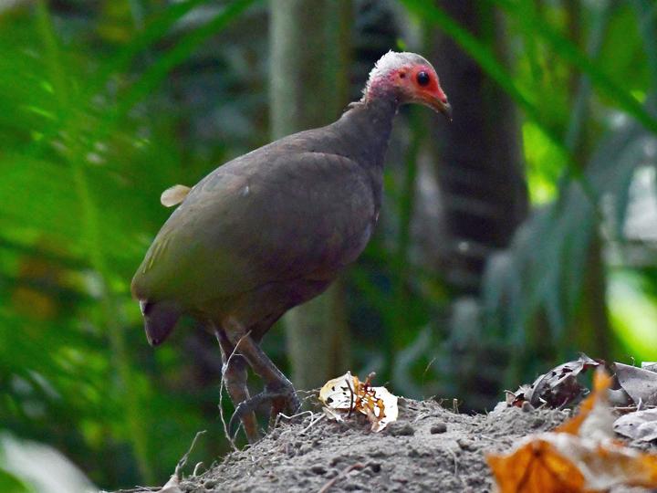Nicobar Megapode