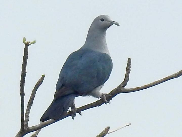 Nicobar Imperial Pigeon