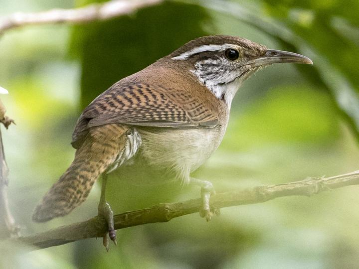 Niceforo's Wren