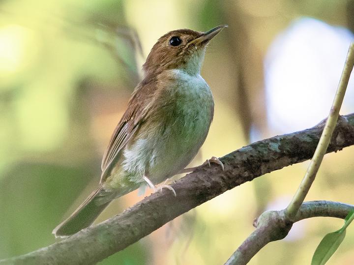 Nicobar Jungle Flycatcher