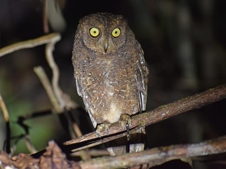 Nicobar Scops Owl