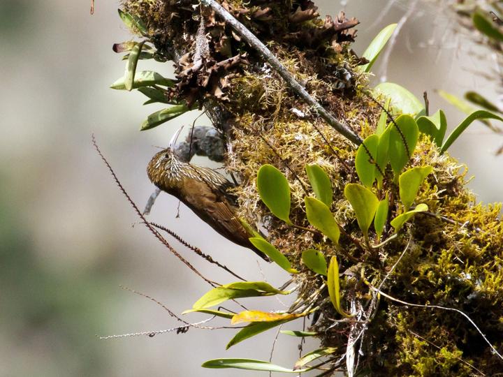 Montane Woodcreeper