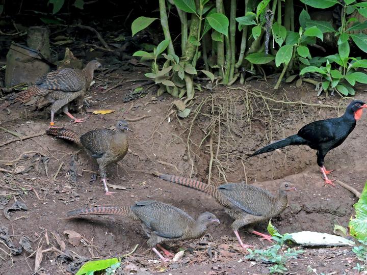 Highland Guan