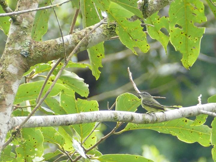 Foothill Elaenia