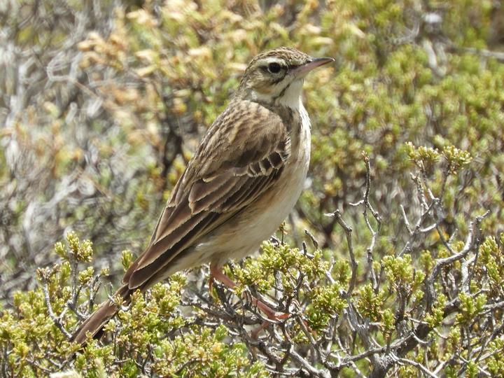 Mountain Pipit