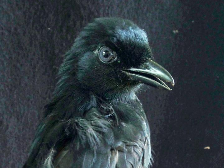 Mountain Sooty Boubou